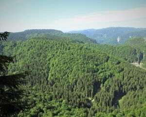 Romsilva adoptă măsuri suplimentare pentru prevenirea şi stingerea incendiilor în fondul forestier
