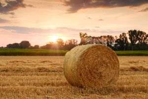 Producţie record de grâu, dar preţul pâinii nu scade