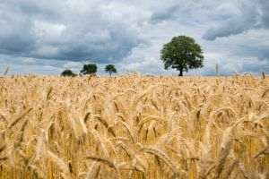 Investiţiile în exploataţiile agricole - cea mai accesată submăsură de către fermieri