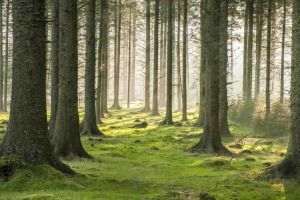 APIA primeşte cereri de finanţare pentru împăduriri