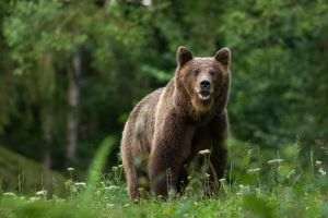 Ministrul Mediului aprobă împuşcarea a cinci urşi din judeţele Argeş, Mureş şi Suceava