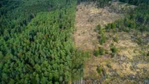 Indonezia consideră injust Acordul privind încetarea defrişărilor în 2030