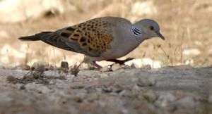 Turturica (Streptopelia turtur)