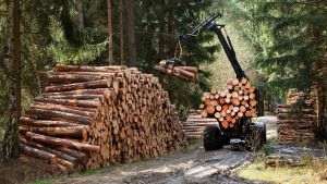 În plină criză energetică, România ignoră combustibilii eficienţi, lemnul şi biomasa