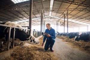 Guvernul a aprobat plafoanele alocate schemelor de sprijin cuplat în sectorul zootehnic