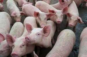 China creează "porci umanizaţi" pentru a fi utilizaţi în cercetarea COVID