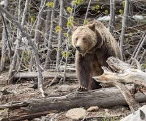 WWF acuză OUG 81/2021 că va crea premisele vânătorii la trofeu