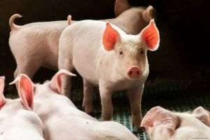 135 de focare de pestă porcină africană sunt active