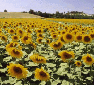 Pe piaţa internă, seminţele de floarea soarelui se vând, în prezent, cu 0,8 lei/kg, agricultorii estimând o creştere până la 0,9 lei/kg în perioada următoare.