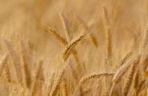 Producţiile la cereale din Buzău - mai mari decât cele înregistrate în ultimii 30 de ani