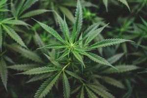 Thailanda legalizează cultivarea canabisului în gospodării