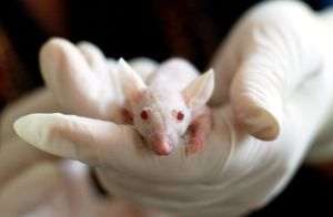 Elveţienii au respins prin referendum interzicerea experimentelor medicale pe animale