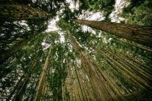 Proprietarii de păduri ameninţă cu înstrăinarea acestora