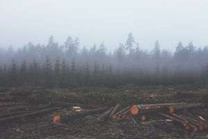 Milioane de hectare de pădure au dispărut în ultimul an