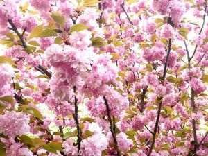 Flori de cireş din oraşul Bucureşti