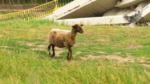 Organizaţia Animals International solicită Guvernului României că trebuie să pună salvarea de vieţi înaintea anchetelor