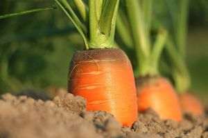 Facilităţi salariale în domeniul agricol-alimentar: De la 1 iunie, o nouă categorie de salariaţi beneficiază de tratament fiscal preferenţial