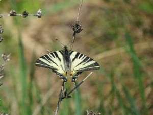 Fluturele coada rândunicii, Sursa foto: Facebook @parculnaturalvacaresti