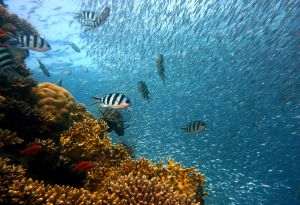 Protecţia oceanelor: autorităţile, invitate să treacă de la vorbe la fapte