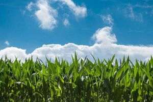  Organizaţia ONU pentru Alimentaţie şi Agricultură primeşte 17 milioane de dolari din partea Japoniei