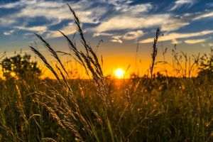 Social-democraţii desemnează noul ministru al Agriculturii