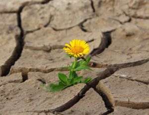 Secetă pedologică moderată, puternică şi extremă pe suprafeţe agricole extinse din ţară