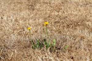 Schimbările climatice au făcut canicula de 10 ori mai probabilă în Regatul Unit