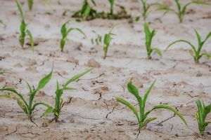 Suprafaţă afectată de secetă a crescut la 160.670 în 24 de judeţe
