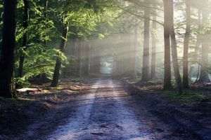 Consilierul municipal Ana Ciceală a depus un proiect de hotărâre prin care cresc amenzile pentru defrişarea arborilor 
