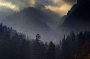 WWF lansează un SOS pentru salvarea pădurilor din siturile Natura 2000