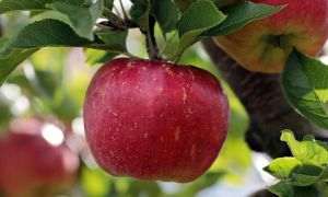 Guvernul a aprobat noi ajutoare excepţionale pentru producătorii agricoli din sectorul vegetal