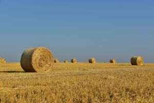 Schemă de minimis pentru procesatorii din agricultură