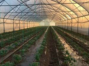 Asociaţia Ateliere Fără Frontiere promovează agricultura ecologică şi militează pentru consumul de legume sănătoase