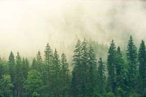 Suprafaţa de fond forestier înscrisă în Sistemul Integrat de Cadastru şi Carte Funciară a crescut la 162.593 hectare