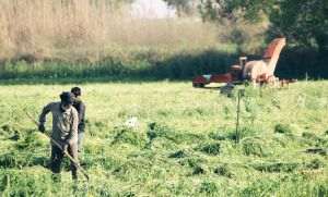 Depăgubiri pentru fermierii ale cător culturi au fost afectate de secetă