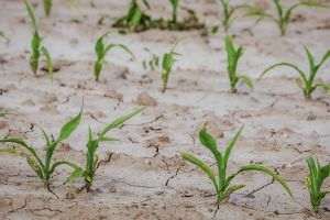 Suprafaţa agricolă afectată de secetă a depăşit 700.000 de hectare
