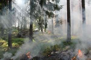 Incendiile de pădure sufocă nord-vestul SUA