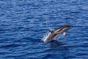 Peste 700 de delfini au murit de când a început războiul din Ucraina