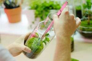Centru de Cercetări pentru Plante Medicinale şi Aromatice