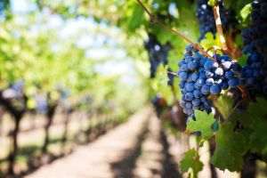 ONVPV a încheiat un protocol de colaborare pentru promovarea sectorului vitivinicol românesc cu Iulian Bărbuceanu