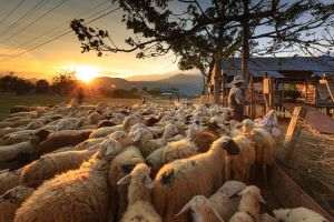 PSD va solicita în coaliţie respingerea proiectului de lege care interzice exportul de animale vii din ţara noastră