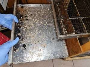 ANPC a controlat operatorii economici de alimentaţie publică din zona Pieţei Unirii din Bucureşti