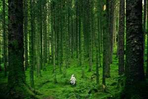 Biodiversitatea, conservată cu ajutorul inteligenţei artificiale