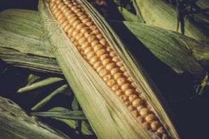 Fermierii americani intenţionează să mizeze puternic pe porumb în 2023, în pofida riscurilor