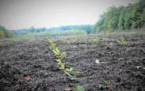 Romsilva a plantat peste 26 de milioane de puieţi forestieri în pădurile de stat 