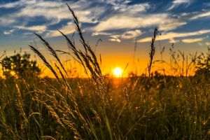 Specialişti din 13 ţări participă astăzi la Romanian Agri Trade Summit