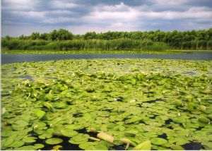 Uniţi salvăm Delta Dunării!