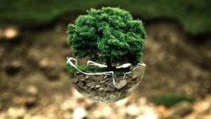 Ministerul Mediului a lansat platforma educaţională dedicată programului ''Săptămâna verde''