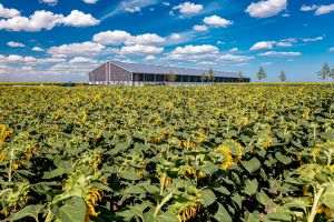 JD Agro Cocora investeşte 10 milioane de euro în expansiunea fermei din Constanţa