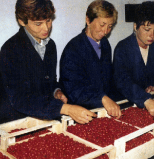 Cele mai importante produse exportate au fost fructele de pădure, zmeură şi afine.